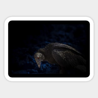 the terrible red-eyed vulture Sticker